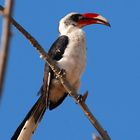 Von der Decken´s Hornbill (Tockens deckeni)