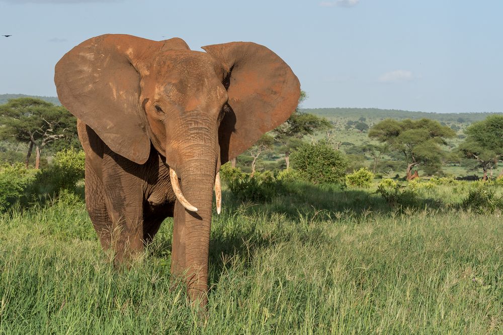 von der Erde rot gefärbter Elefant