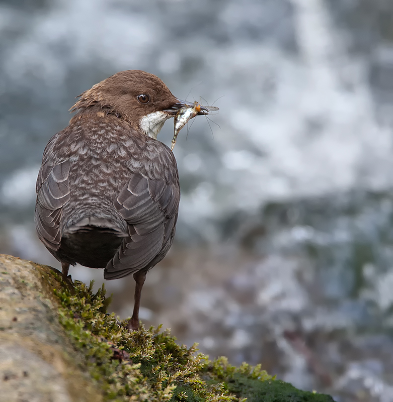 Von der erfolgreichen Wasseramsel...