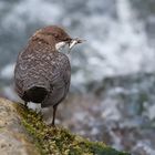 Von der erfolgreichen Wasseramsel...