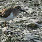 Von der Flut überrascht. 