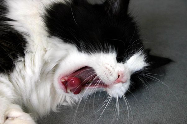 Von der Frühjahrsmüdigkeit in den Winterschlaf