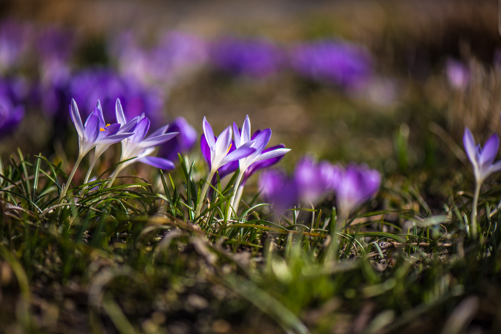 von der Frühlingssonne wachgeküsst