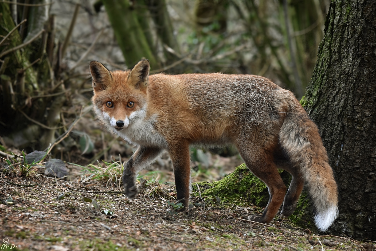 Von der Fuchsfähe,die ich Foxi nannte ...