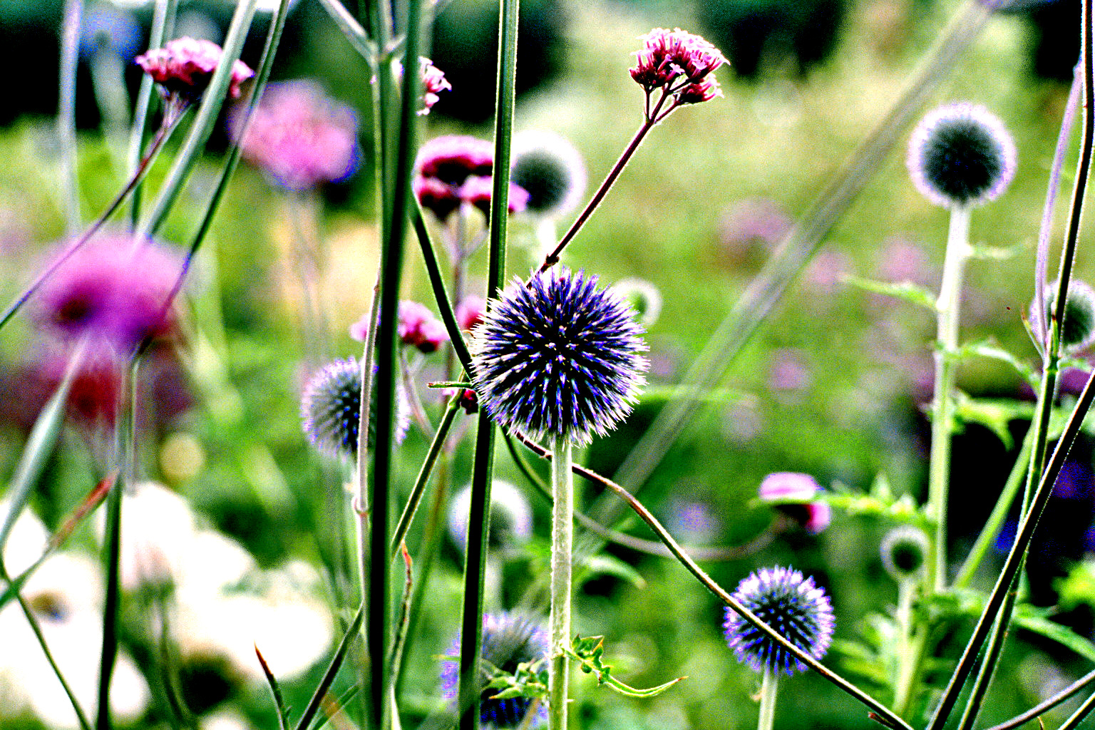 Von der Geometrie der Natur