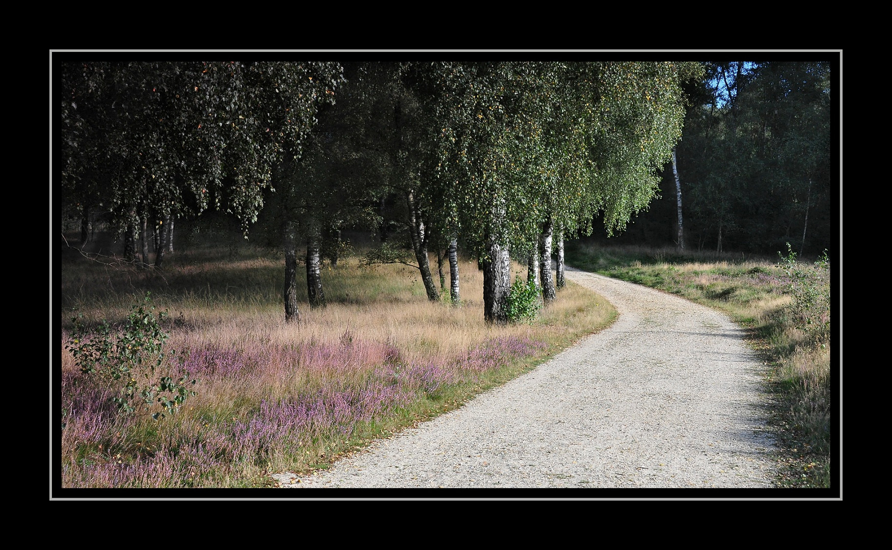 von der Heide in den Wald