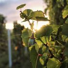 Von der Herbstsonne geküsst