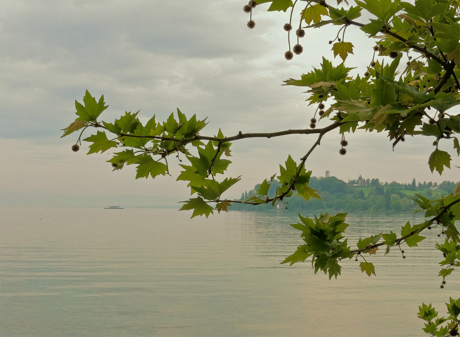 Von der Insel Mainau aus