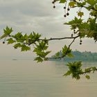 Von der Insel Mainau aus