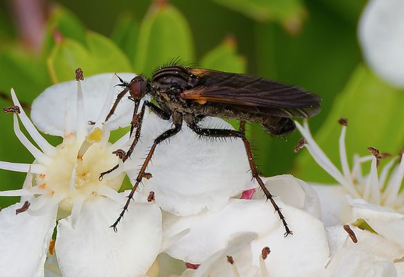 VON DER JÄGERIN ZUR NASCHKATZE - DER ROMEO UNTER DEN INSEKTEN