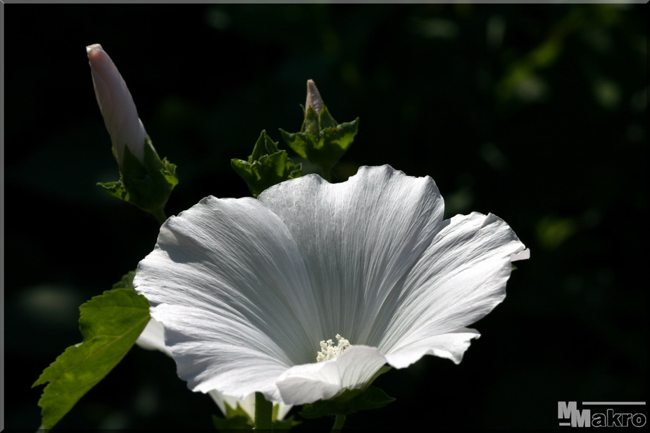 von der Knospe bis zur Blüte