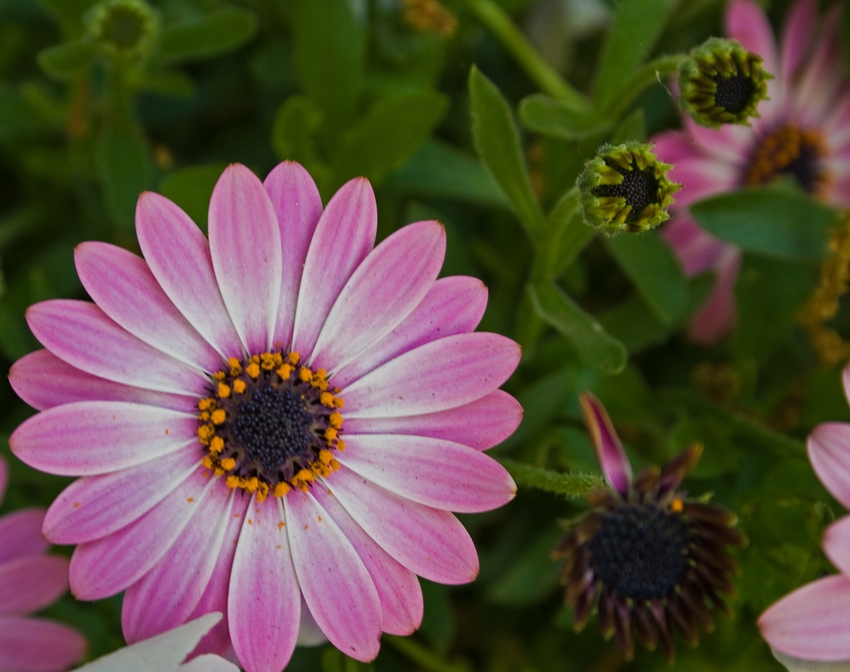 von der Knospe bis zur vollen Blüte