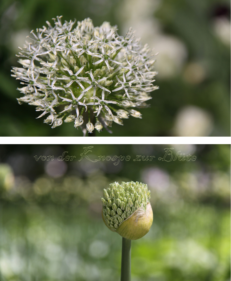 von der Knospe zur Blüte