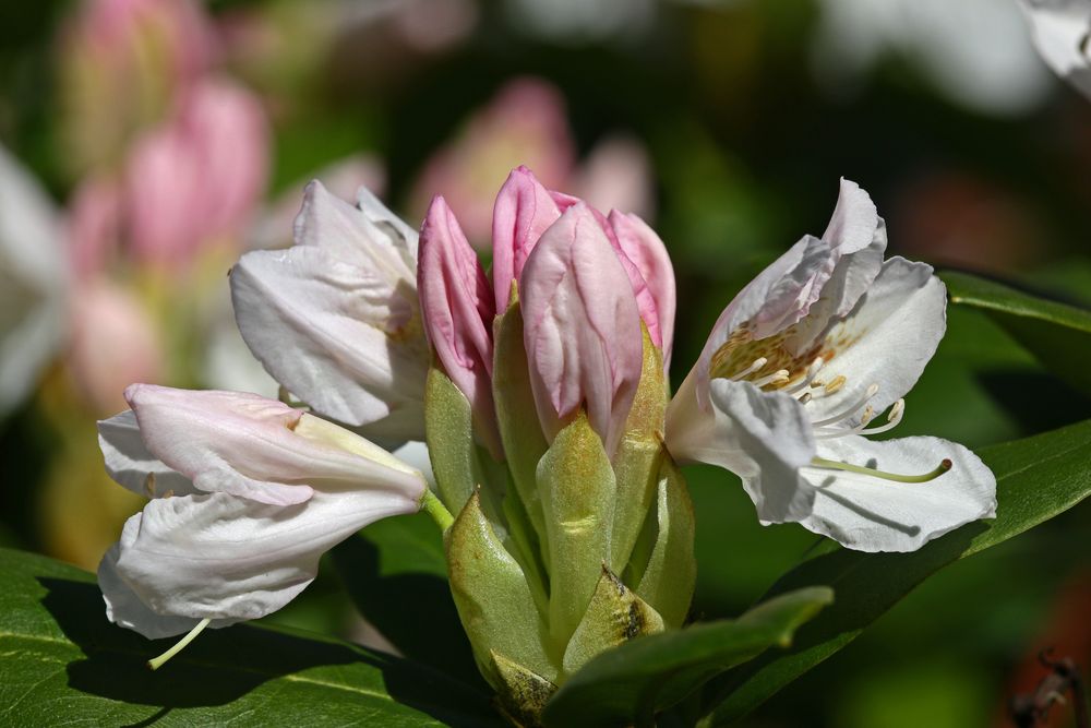 Von der Knospe zur Blüte