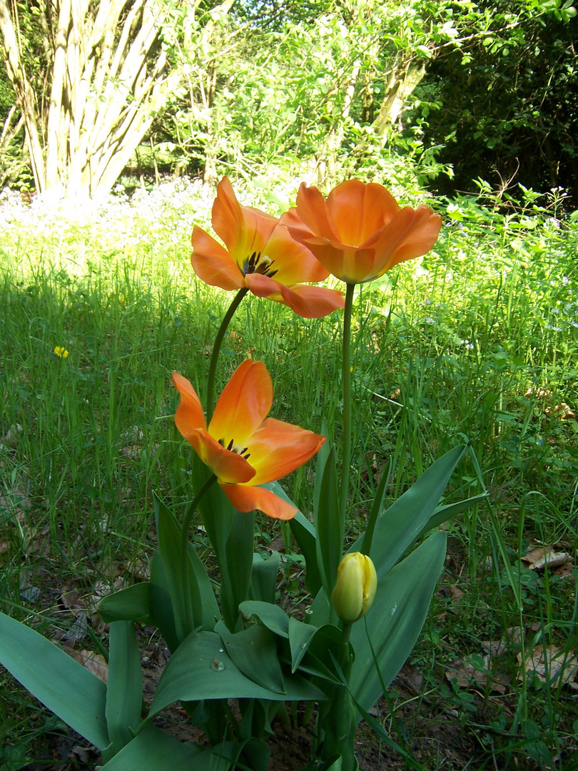 Von der Knospe zur Blüte