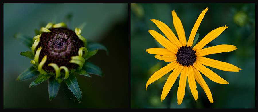 von der Knospe zur Blüte