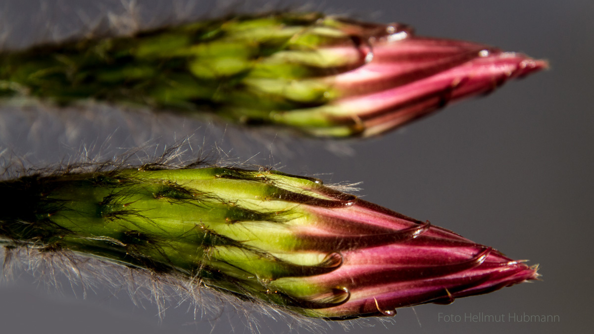 VON DER KNOSPE ZUR BLÜTE - ÜBERGÄNGE