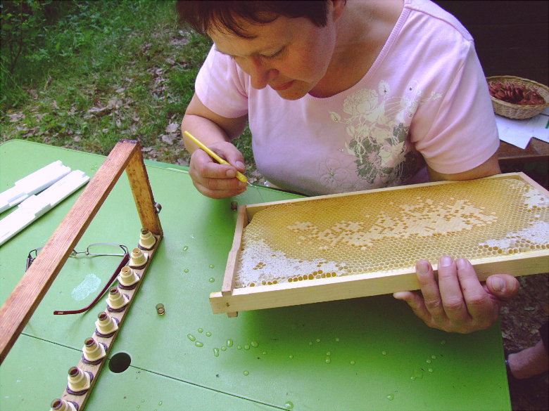 Von der Larve zur Bienenkönigin ...