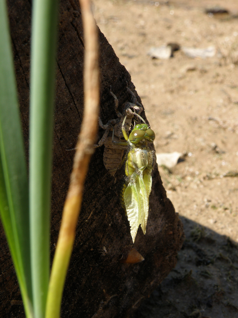 von der Larve zur Libelle