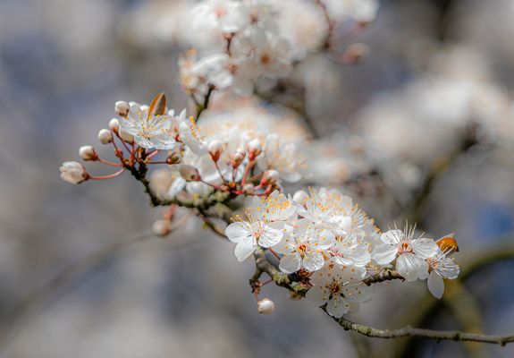 Von der Leichtigkeit des Frühlings
