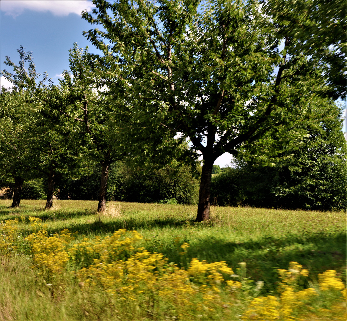 von der Leichtigkeit des Sommer s kündend....