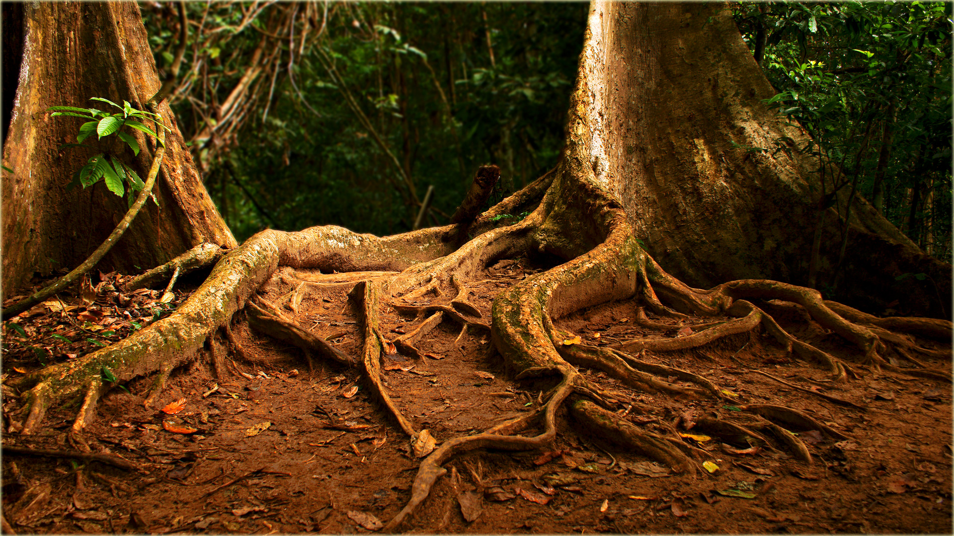 Von der Liebe zum Baum