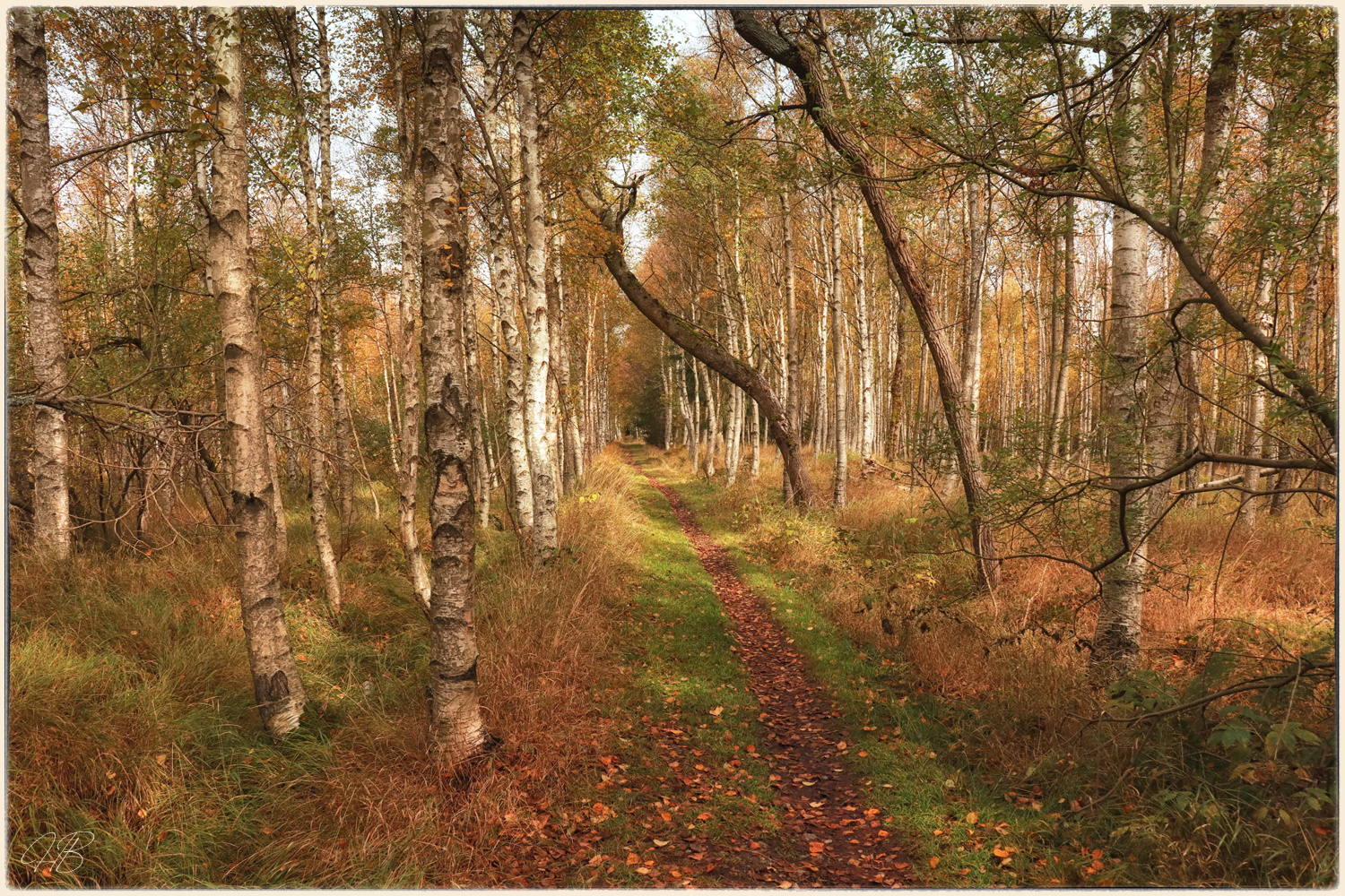 Von der Magie der Moorwälder