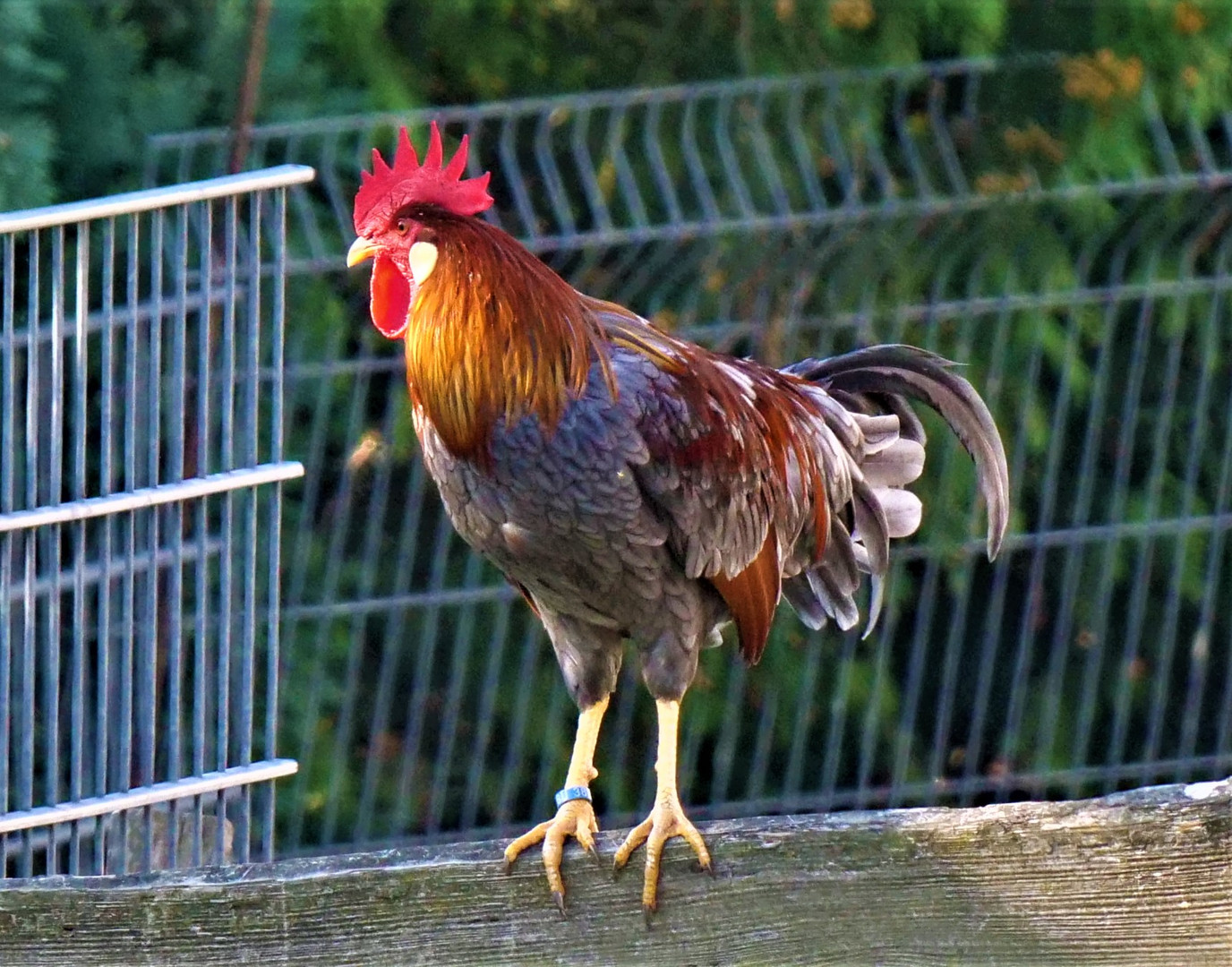 Von der Morgensonne beschienen. (Hahn)