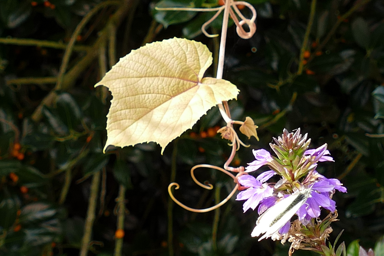 Von der Natur arrangiert