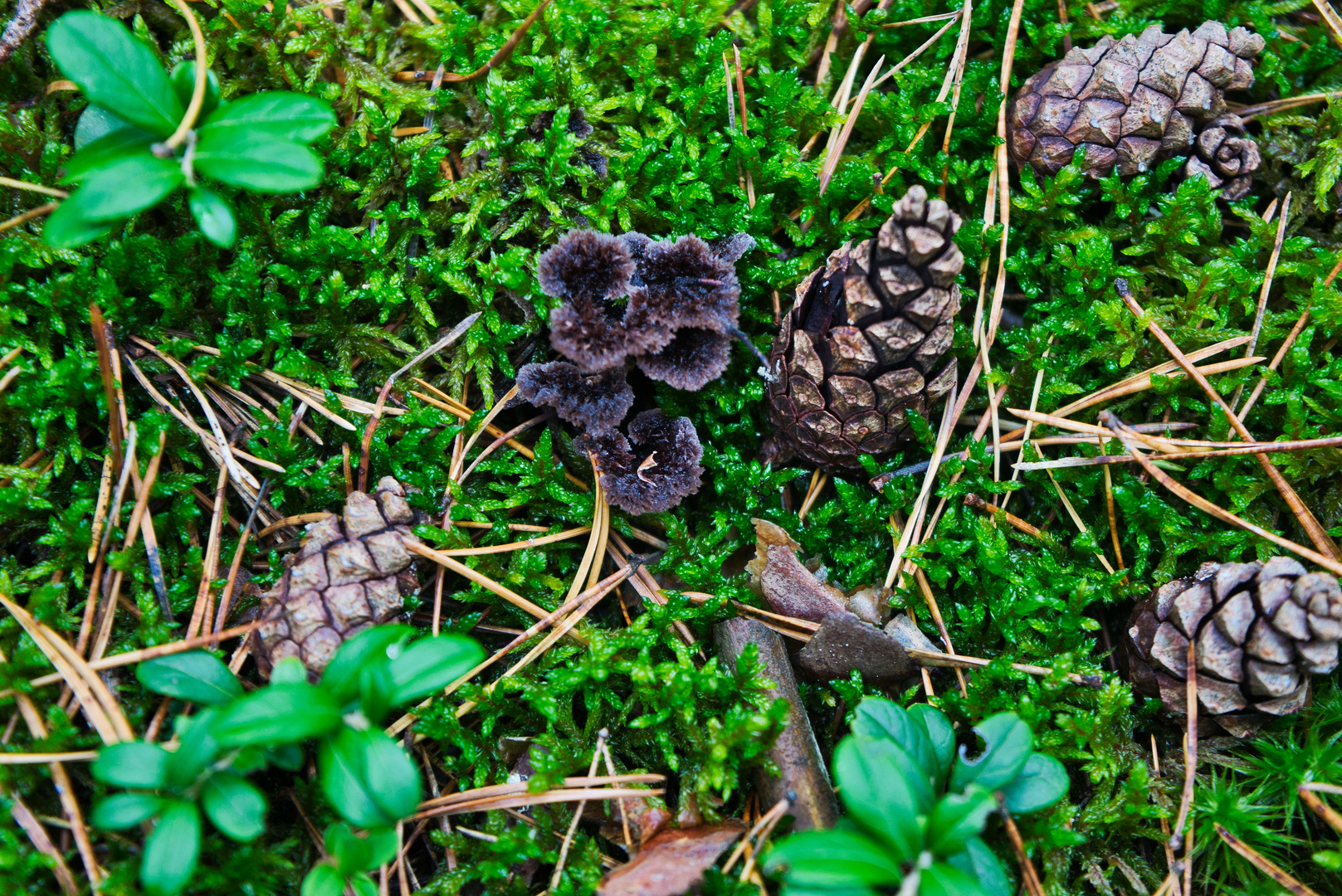 von der Natur arrangiert