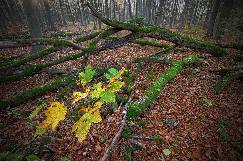 Von der Natur geformt I