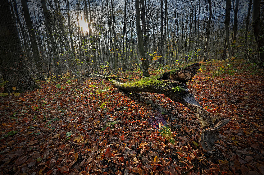 Von der Natur geformt V