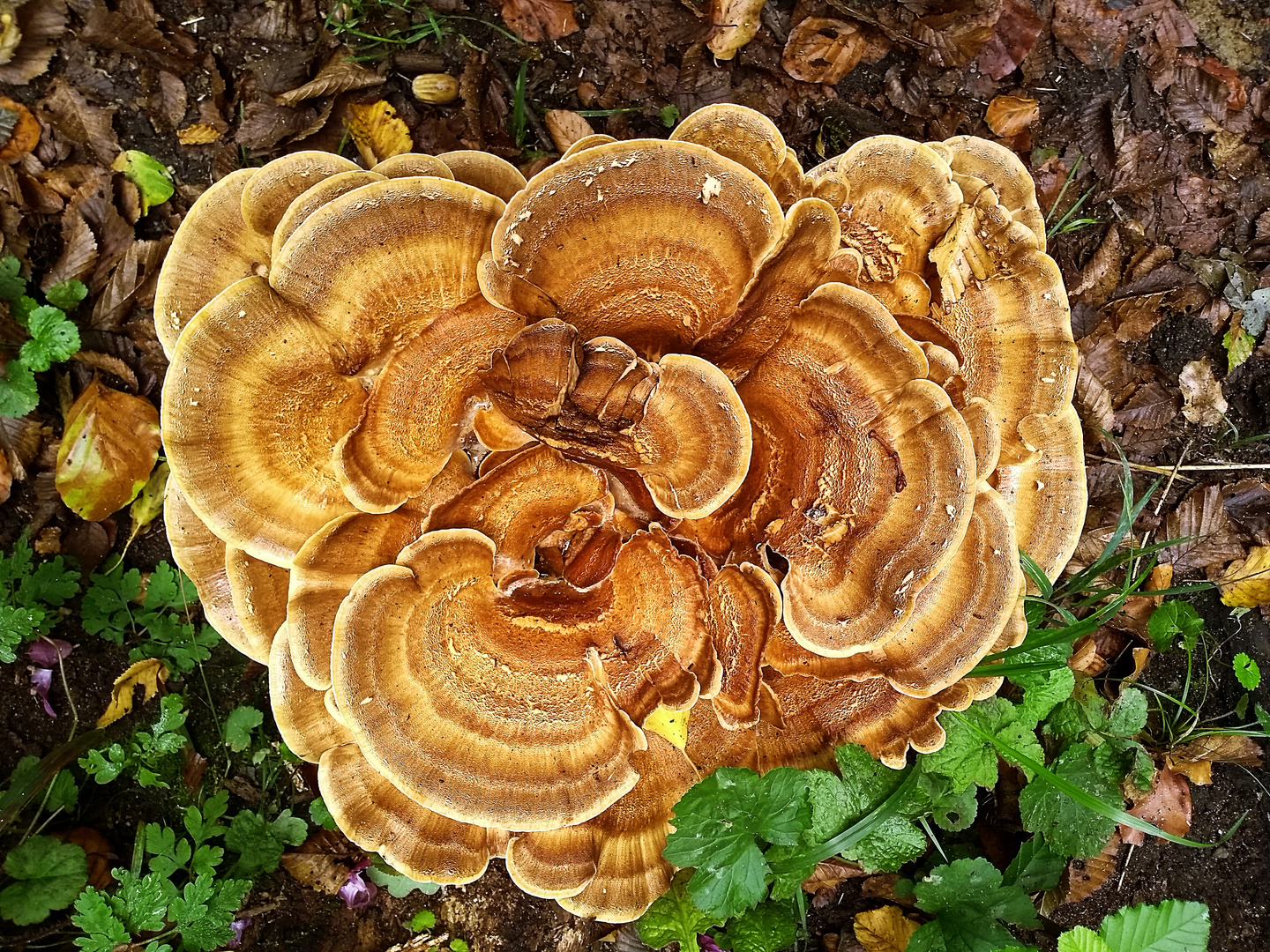 von der Natur schön gezeichnet