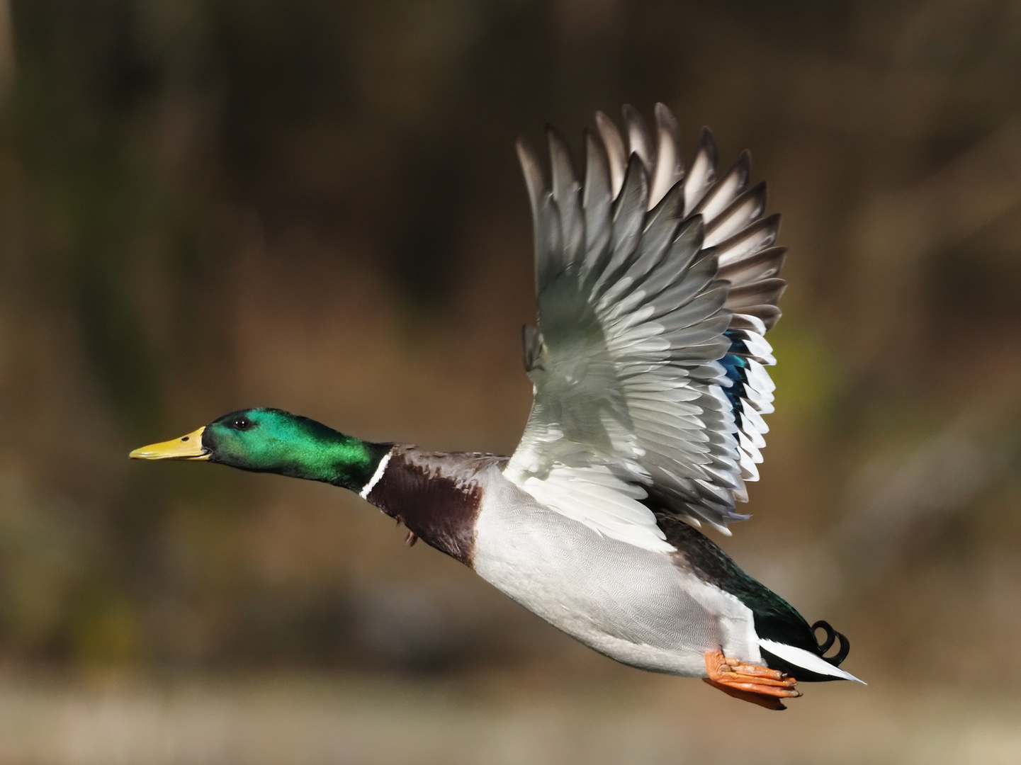 Von der Nilgans vertrieben