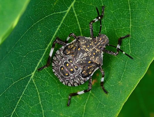 VON DER PICKELPHASE ZUR PRACHTWANZE