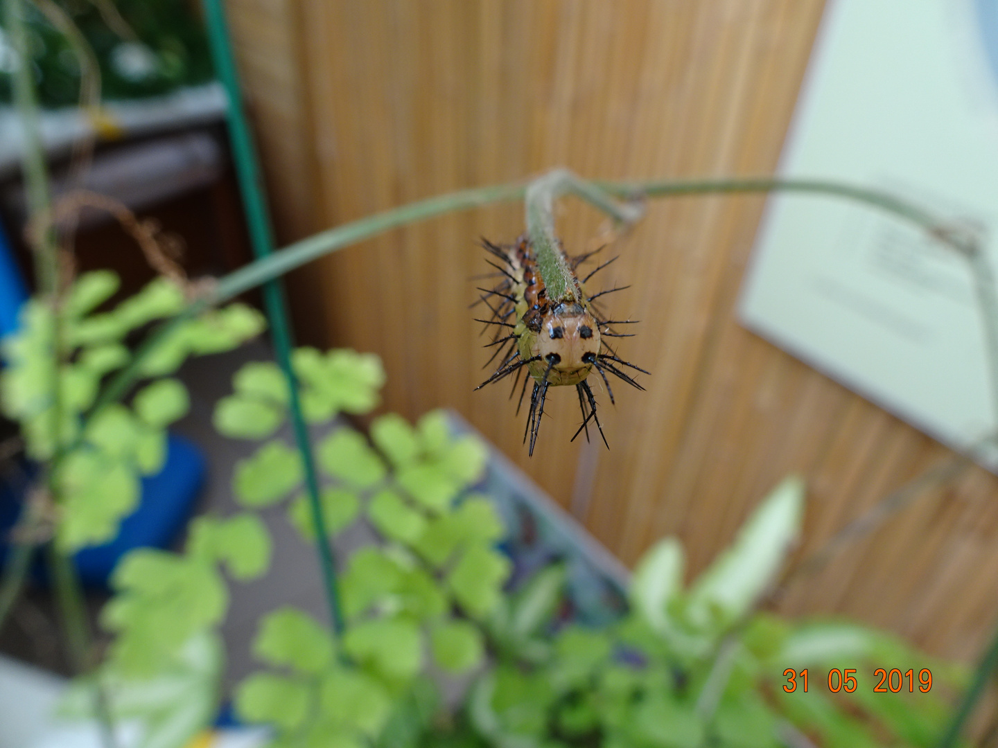 Von der Raupe zum Schmetterling 