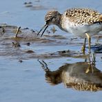 "Von der Reise hungriger BRUCHWASSERLÄUFER"