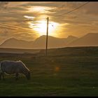 Von der Romantik des Sonnenunterganges mit Schaf