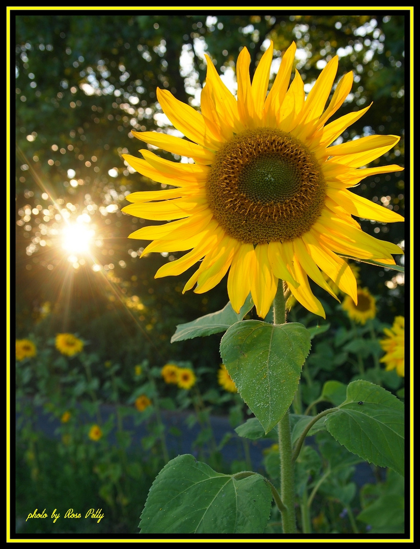 VON DER SCHÖNEN ABENDSONNE....