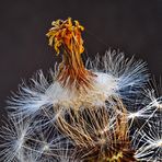 Von der Schüssel-Blume zum Schlüssel-Erlebnis