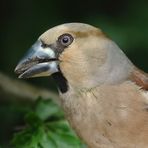 "Von der Seite", die Kernbeißer Lady