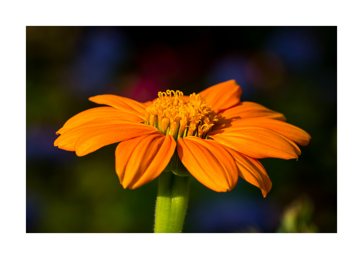 Von der Seite Foto & Bild | natur-makros, natur-kreativ