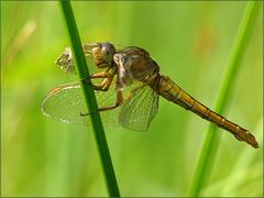 Von der Seite: Orthetrum coerulescens