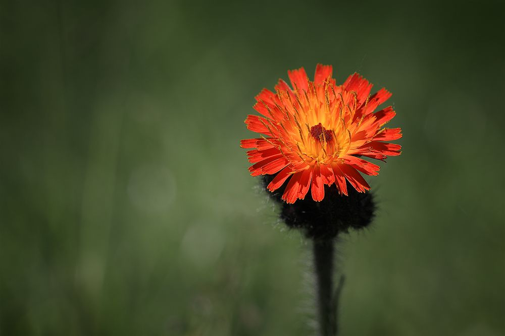 Von der Sonne angestrahlt