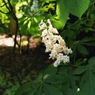 Von der Sonne angestrahlt, Kastanienblüte