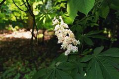 Von der Sonne angestrahlt, Kastanienblüte