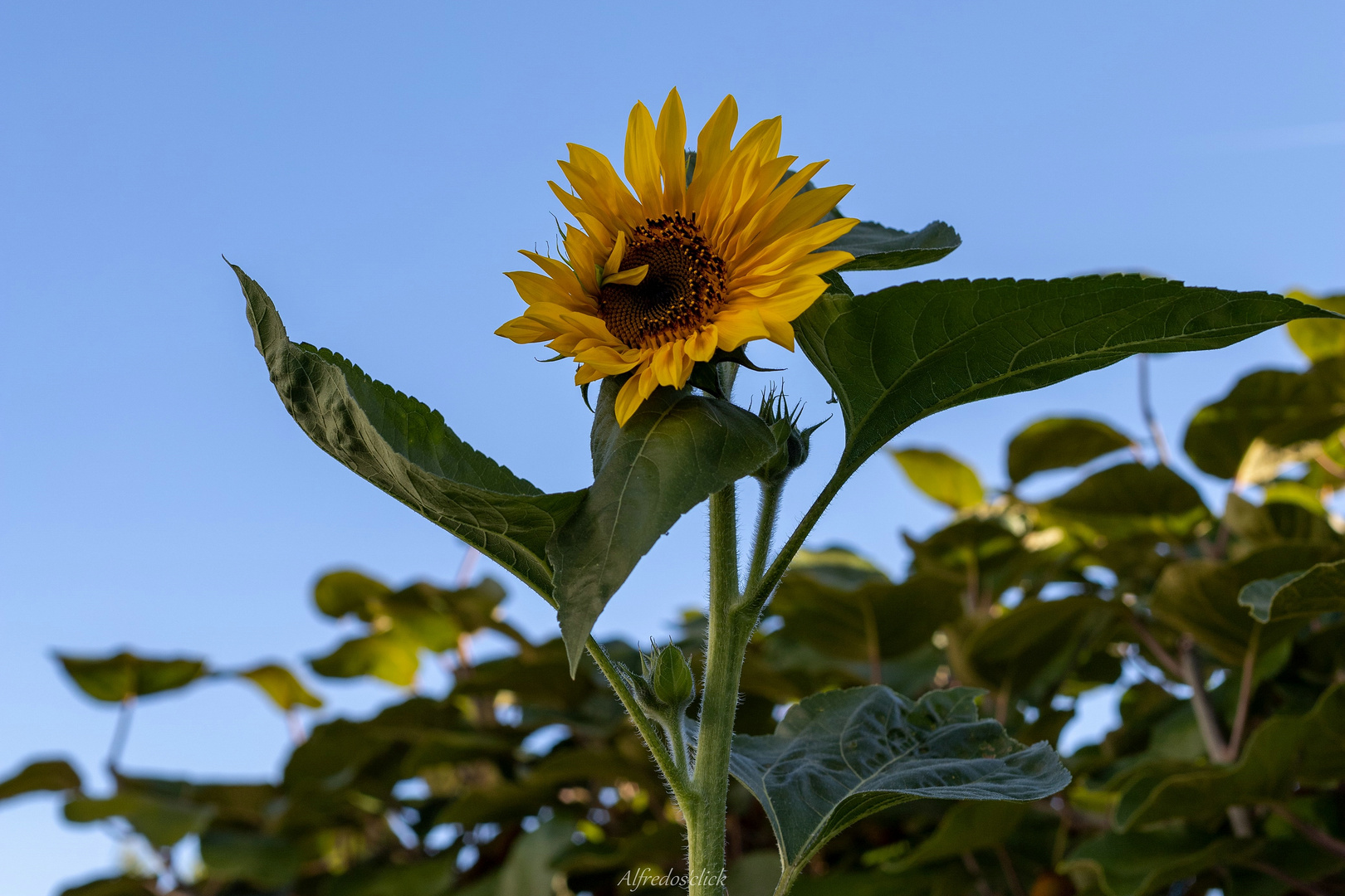 Von der Sonne geküsst..