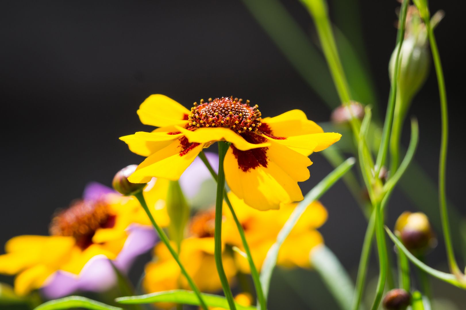 Von der Sonne geküsst