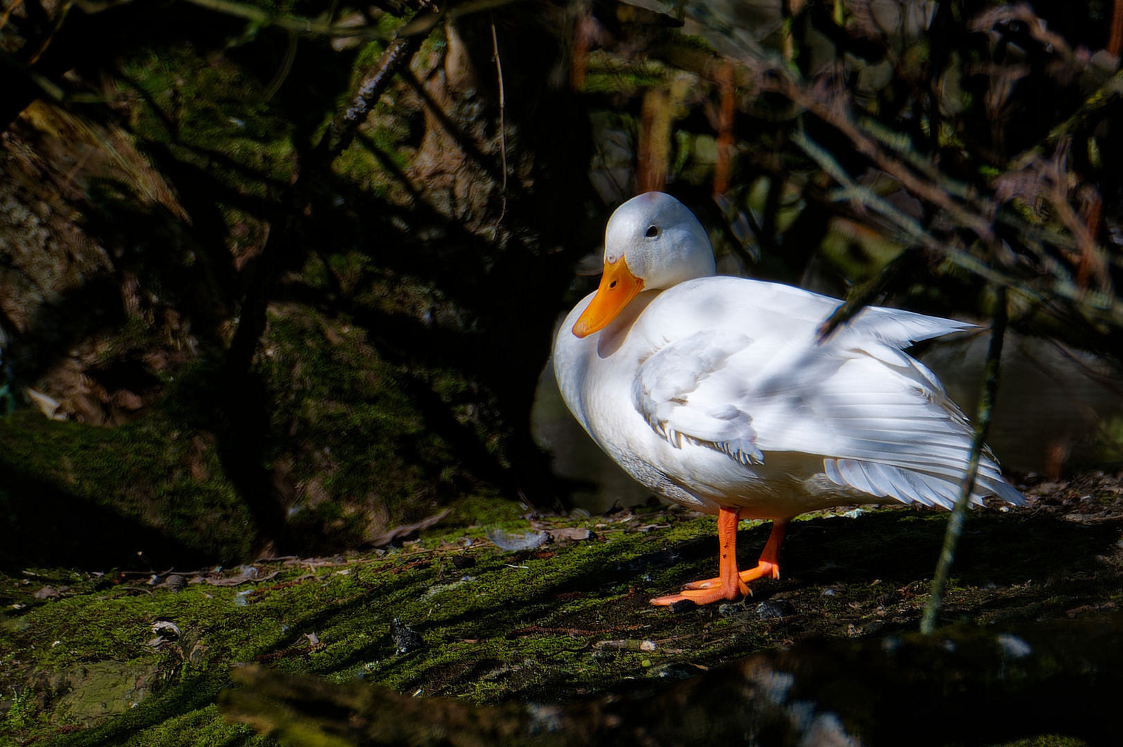 Von der Sonne gestreichelt