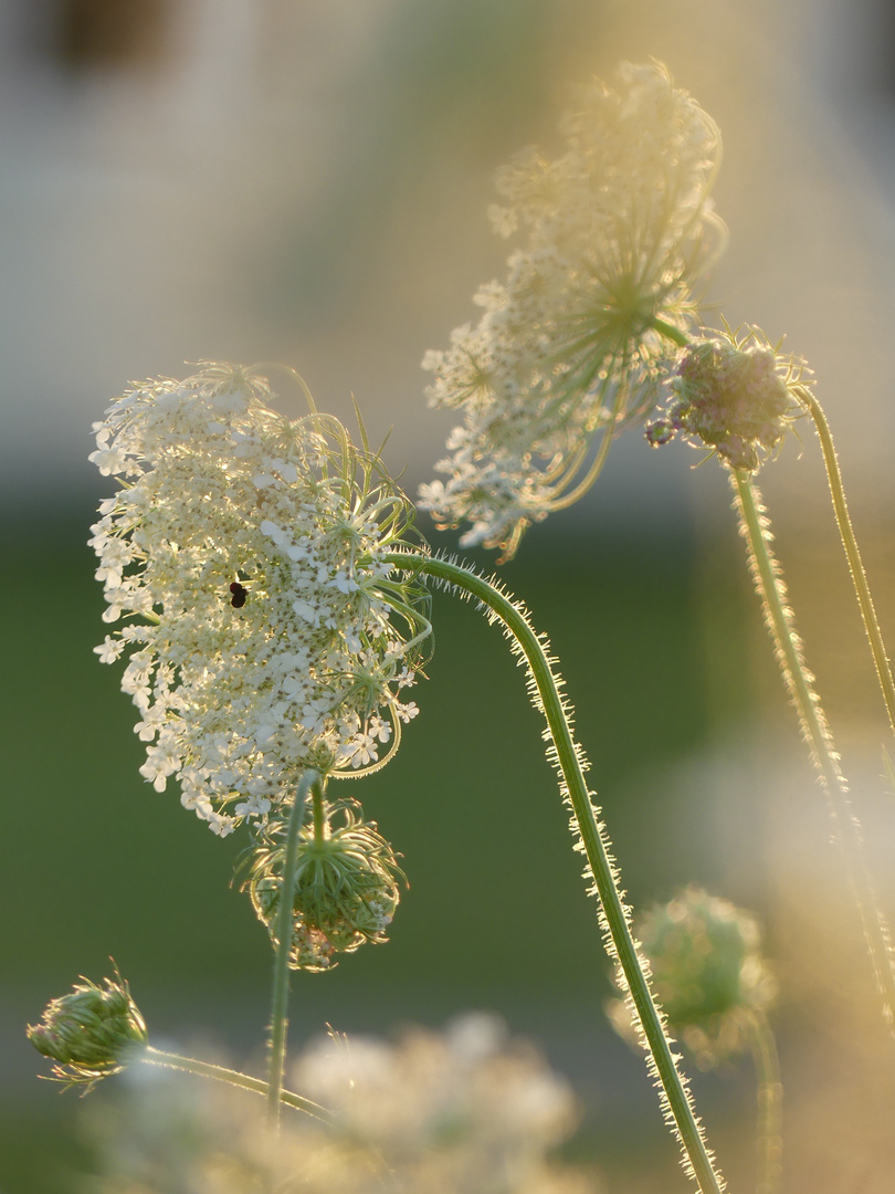 von der Sonne gestreift (wilde Möhre) 